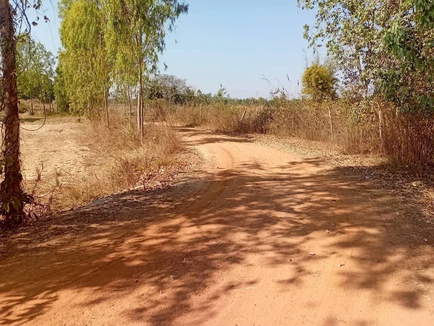 ขายที่ดินไร่อ้อย 60 ไร่ ดงมะไฟ เมืองสกล เหมาะทำเกษตรกรรม ZE603 - image 2