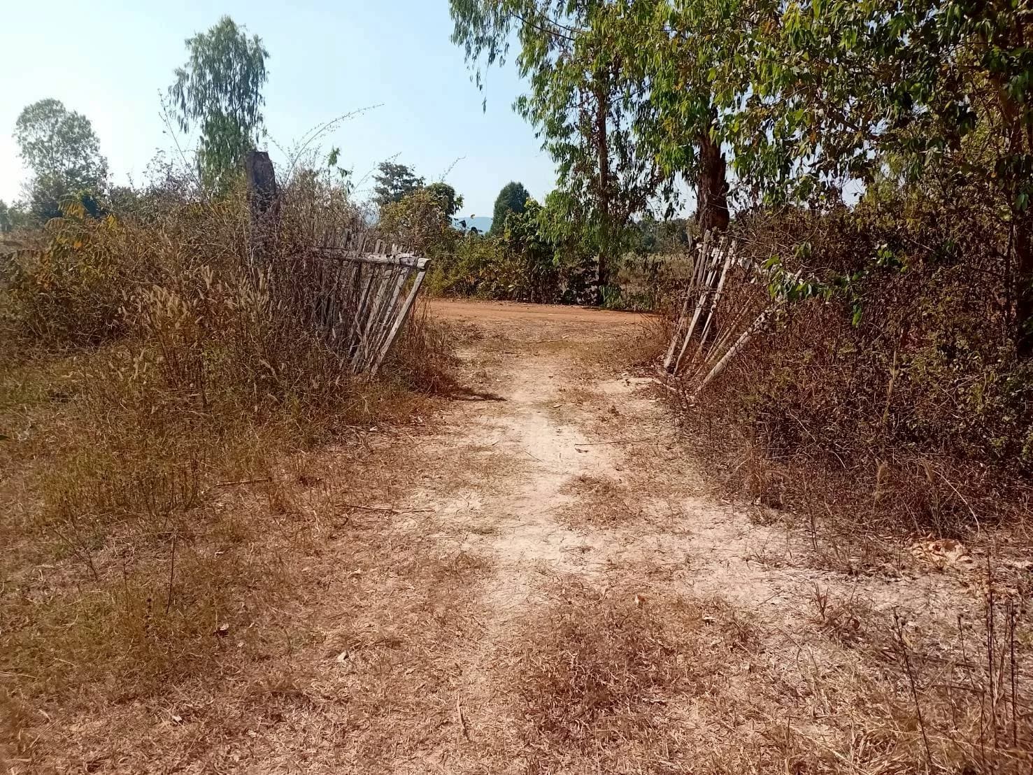 ขายที่ดินไร่อ้อย 60 ไร่ ดงมะไฟ เมืองสกล เหมาะทำเกษตรกรรม ZE603 - image 3