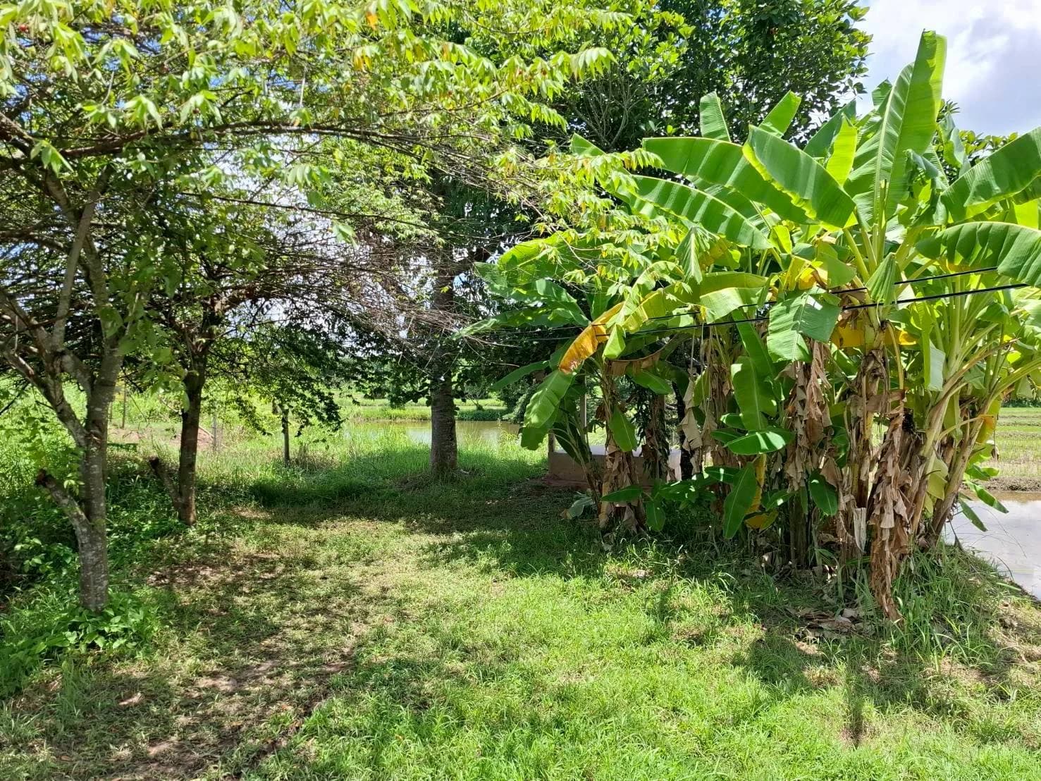 ขายที่ดินติดถนน หนองคายโพนพิสัย 7-0-93 ไร่ บ้านเดื่อ เมืองหนองคาย ZP182 - image 3