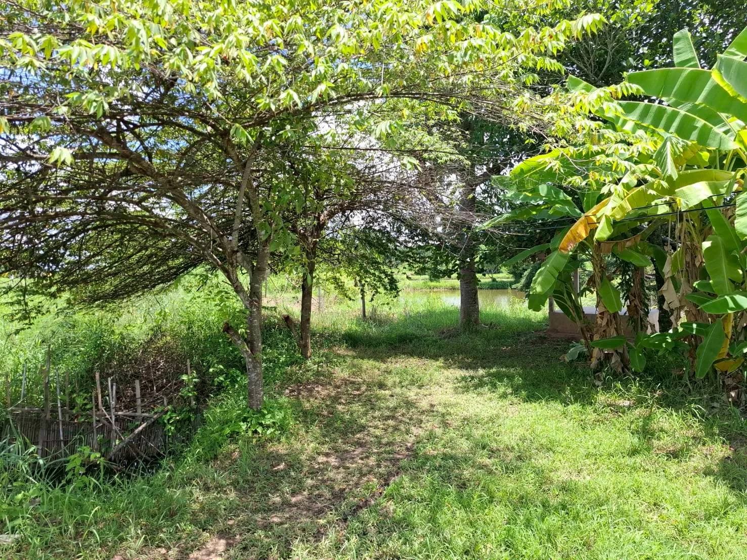 ขายที่ดินติดถนน หนองคายโพนพิสัย 7-0-93 ไร่ บ้านเดื่อ เมืองหนองคาย ZP182 - image 2