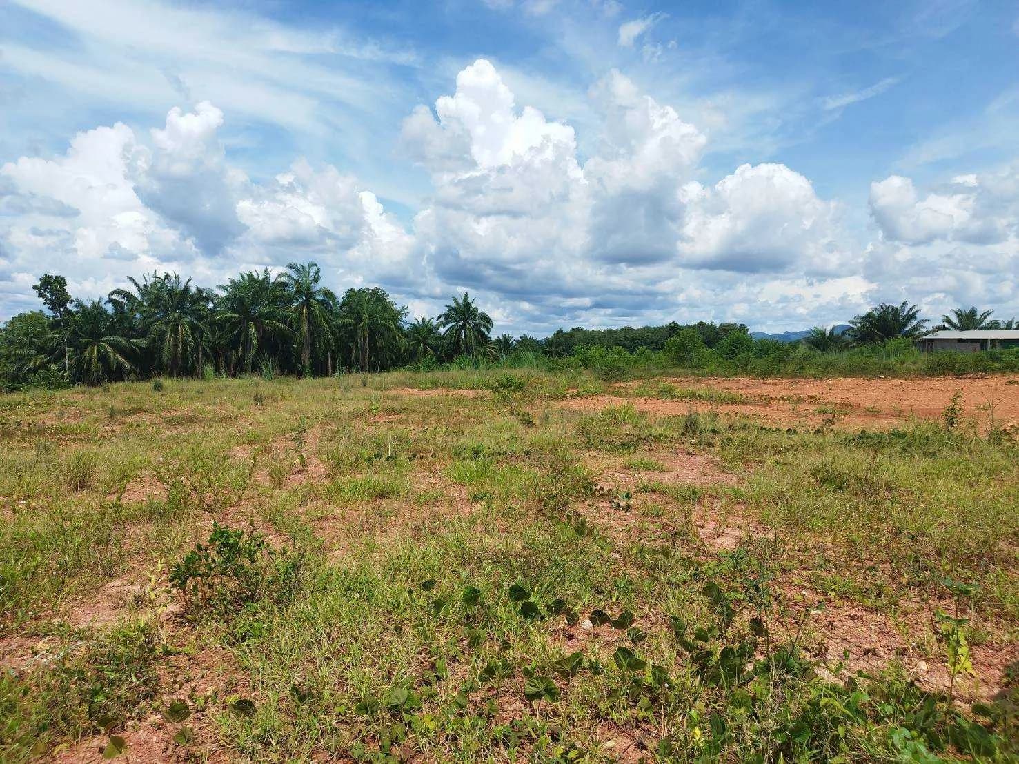 ขายที่ดินถมแล้ว 13-3-86 ไร่ ติดถนน วิวเขา ใกล้เขื่อนรัชชประภา อ.บ้านตาขุน สุราษฎร์ธานี ZST208 - image 3