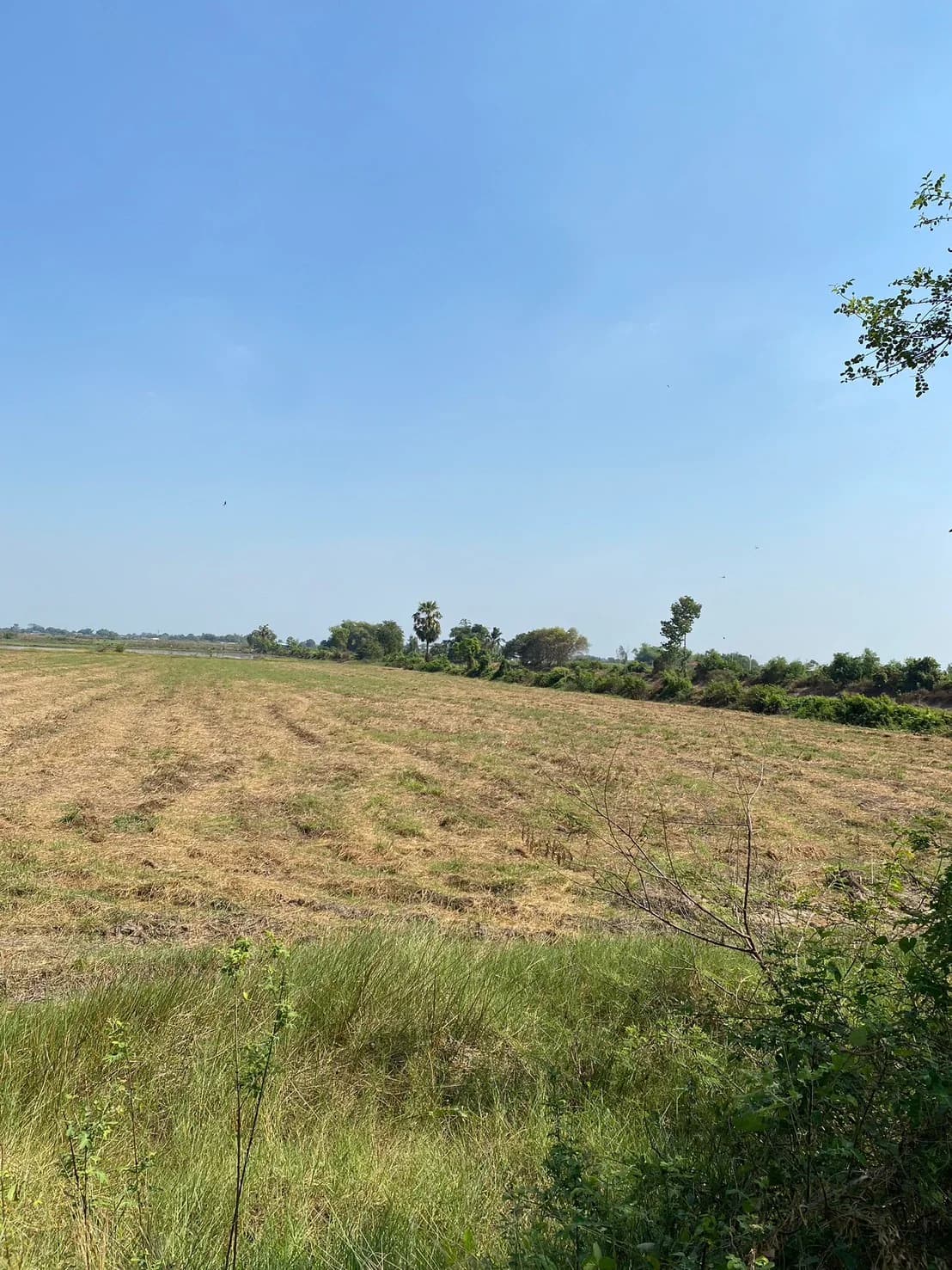 ขายที่ดิน7-3-31 ไร่ คลอง15 หน้าติดถนน หลังติดคลองบางบัวใหญ่ บางปลากด องครักษ์ นครนายก ZY250 - image 4