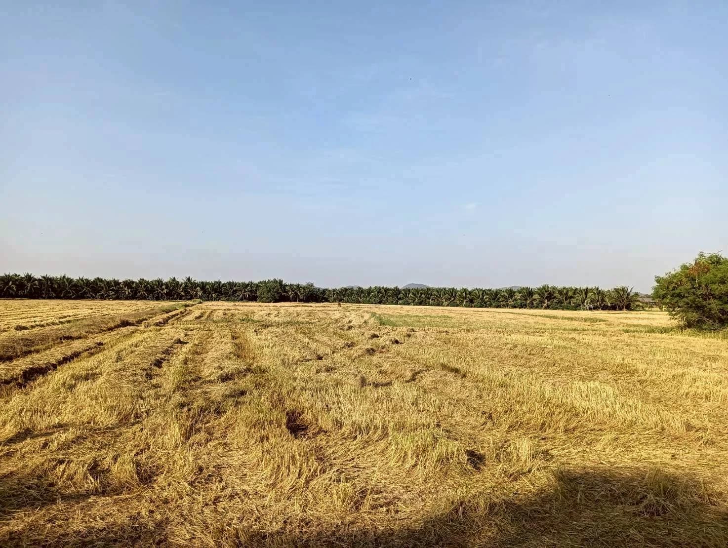 ขายที่ดิน 7 ไร่ อยู่ในซอยตรงข้ามวัดแคทราย ใกล้ถนนเพชรเกษม สี่แยกห้วยชินสีห์ เมืองราชบุรี ZW648 - image 3