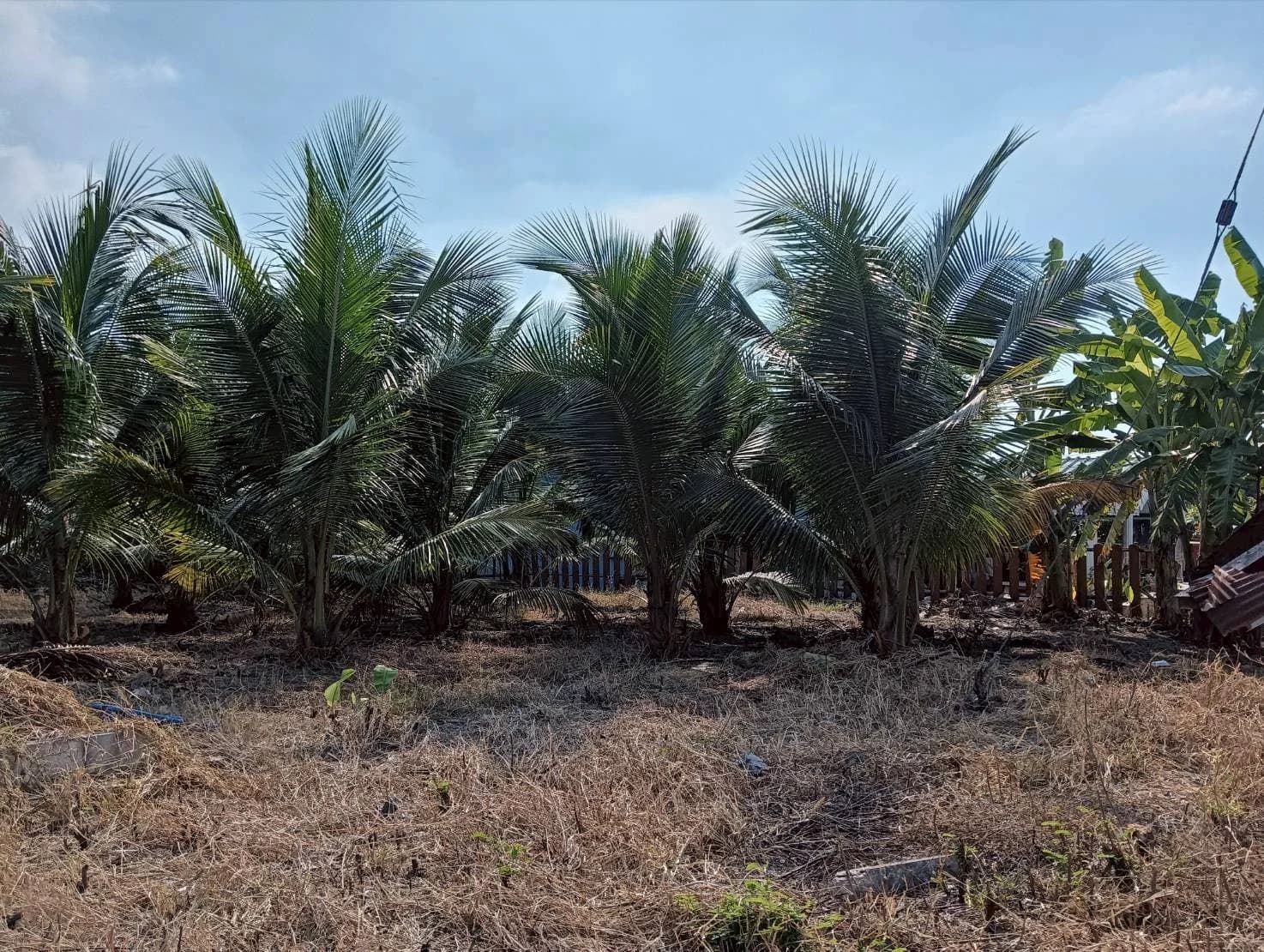 ขายที่ดิน 200 วา ทำเลดี ติดถนน ธรรมชาติ บ้านแพ้ว นางตะเคียน เมืองสมุทรสงคราม ZW630 - image 3