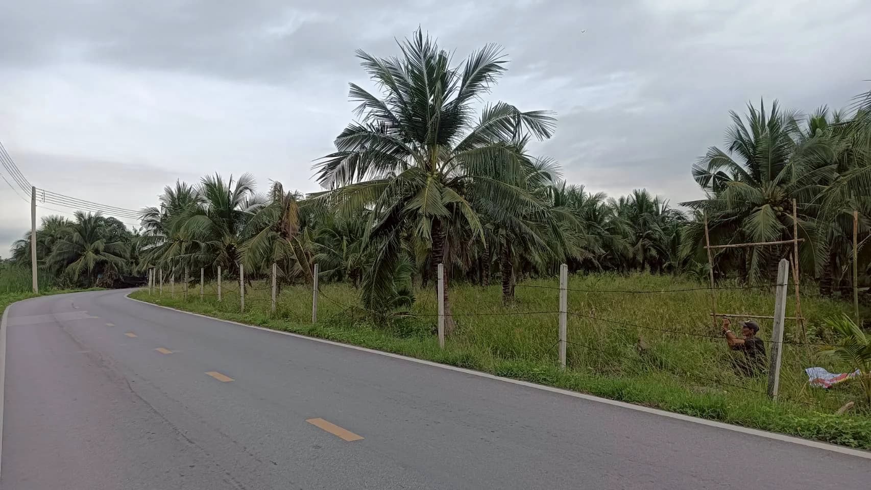 ขายที่ดินสวนมะพร้าว 19 ไร่ ติดคลองและถนนดำ บ้านแพ้ว ซอยทุ่งเศรษฐี สมุทรสาคร - image 2