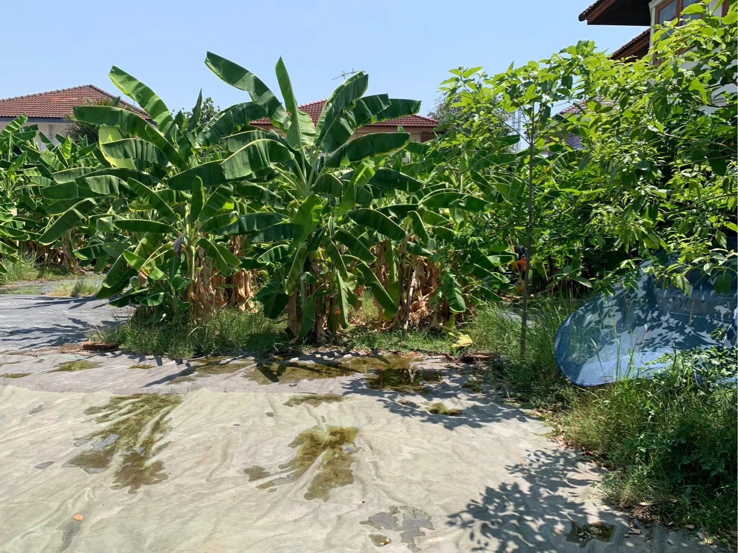 ขายที่ดินเปล่า ถมแล้ว 101 ตรว. โครงการหมู่บ้านซื่อตรง ดอนเมือง ใกล้ BTS คูคต เหมาะสร้างบ้าน บรรยากาศดี เงียบสงบ - image 2