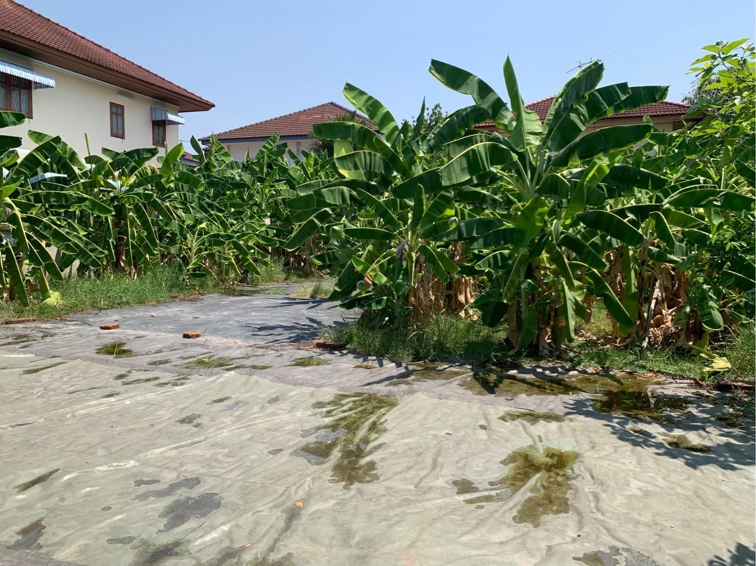 ขายที่ดินเปล่า ถมแล้ว 101 ตรว. โครงการหมู่บ้านซื่อตรง ดอนเมือง ใกล้ BTS คูคต เหมาะสร้างบ้าน บรรยากาศดี เงียบสงบ - image 3