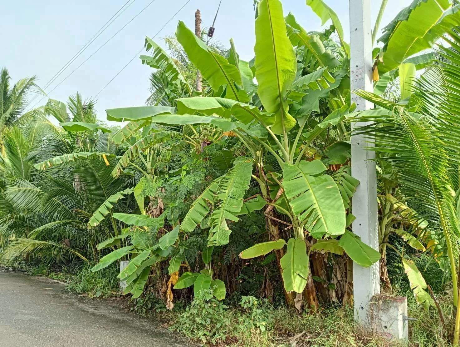 ขายที่ดิน 2-2-28 ไร่ ทำเลสวย ธรรมชาติ รมรื่น อัมพวา สมุทรสงคราม ใกล้เส้นถนนพระรามที่ 2 ZW616 - image 2