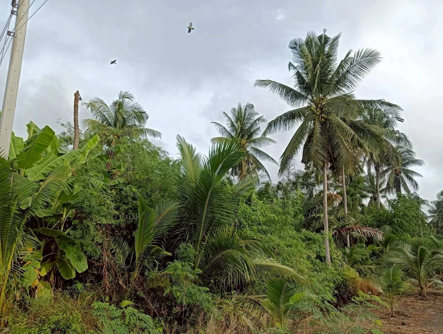 ขายที่ดิน 2-2-28 ไร่ ทำเลสวย ธรรมชาติ รมรื่น อัมพวา สมุทรสงคราม ใกล้เส้นถนนพระรามที่ 2 ZW616 - image 3