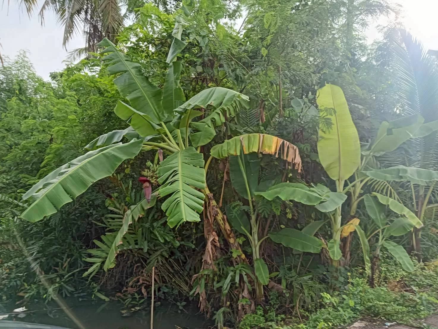 ขายที่ดิน 2-2-28 ไร่ ทำเลสวย ธรรมชาติ รมรื่น อัมพวา สมุทรสงคราม ใกล้เส้นถนนพระรามที่ 2 ZW616 - image 4