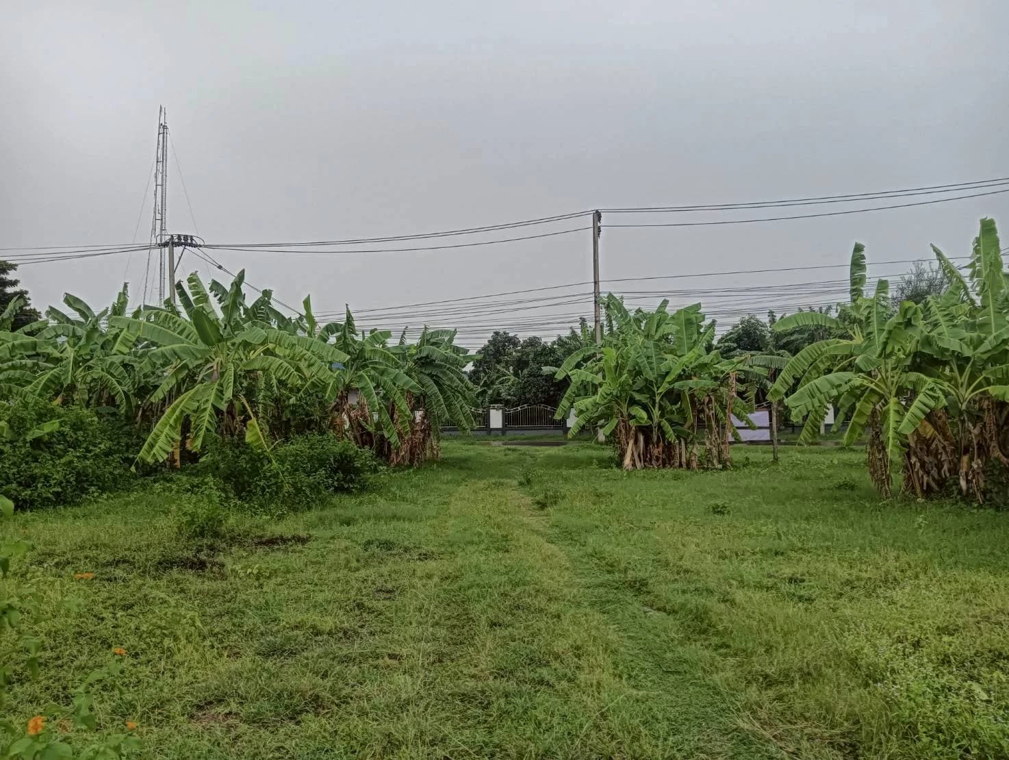 ขายที่ดินสวย 9-0-3 ไร่ ทำเลสวย ใกล้แหล่งชุมชน ท่ามะกา กาญจนบุรี ZW599 - image 2