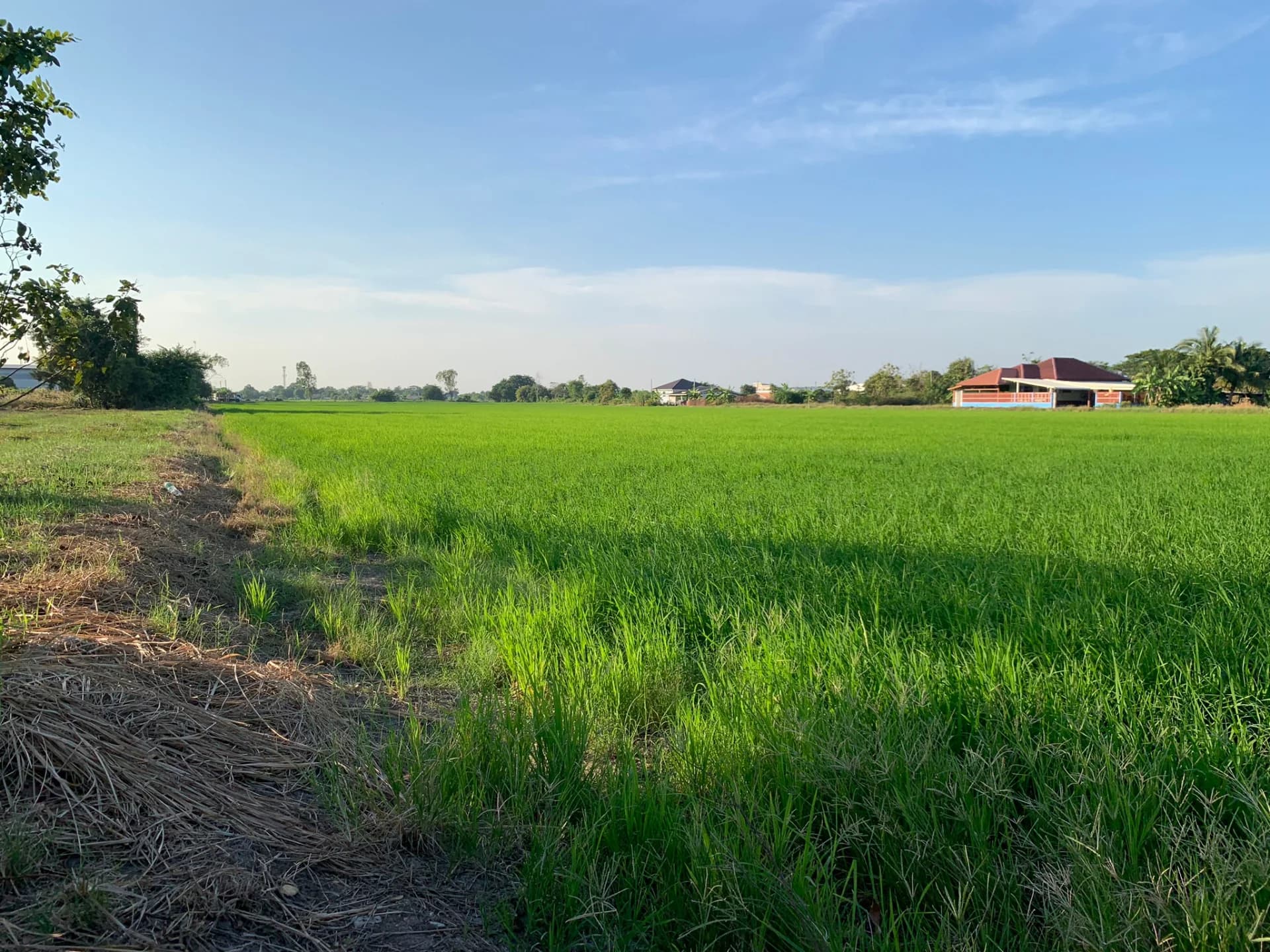 ขายที่ดิน 15-3-88 ไร่ แหล่งชุมชน ใกล้อบต.หนองจอก บางปะกง - image 4