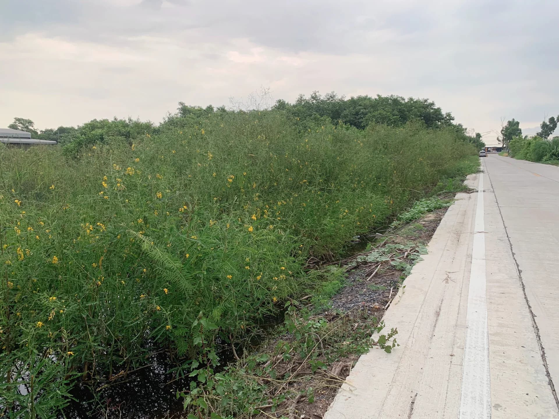 ขายที่ดิน 1 ไร่ คลองสอง ราคาถูก ผังเมืองสีเหลือง เหมาะสร้างบ้าน - image 4