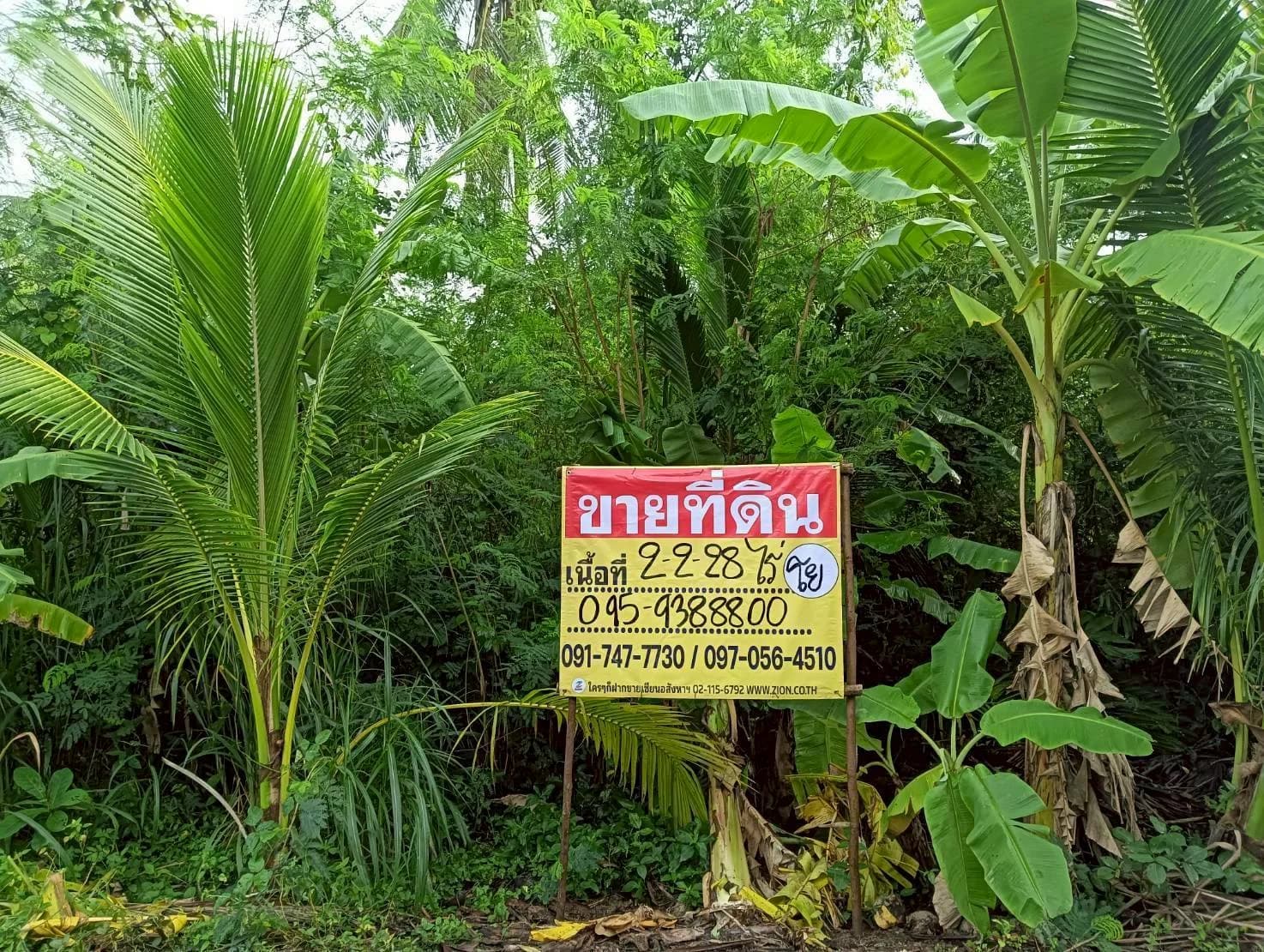 ZSK036 ขายที่ดินสวนมะพร้าวอัมพวา 2-2-28 ไร่ คลองขุดเล็ก ทำเลสวย ธรรมชาติ รมรื่น อัมพวา สมุทรสงคราม